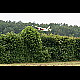 2012-06-02_Mazee_0607.jpg