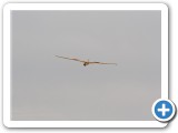 2012-04-28_mazee_4808