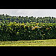 2013-07-07_Mazee_9110.jpg