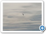 2015-06-28_0448_mazee