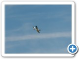 2015-08-02_1199_bauffe