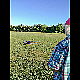 2016-09-10_183553_mazee.jpg