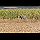 2020-09-04_7104_mazee.jpg